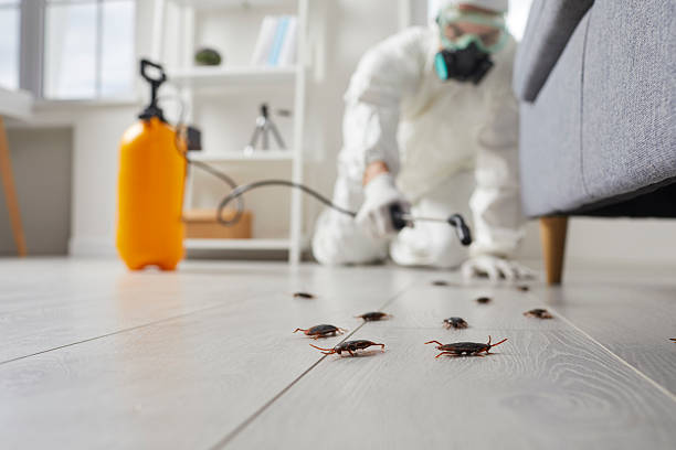 Post-Treatment Bed Bug Interceptor Monitoring in Weber City